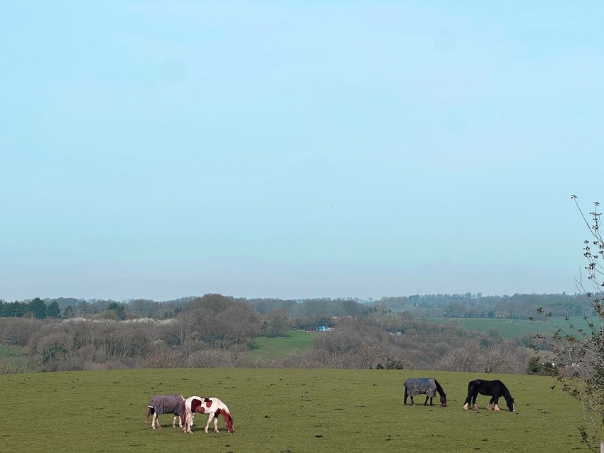 Images for Beaconsfield, Buckinghamshire EAID:2640919782 BID:BEA
