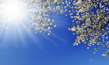 Spring arrives early to the property market